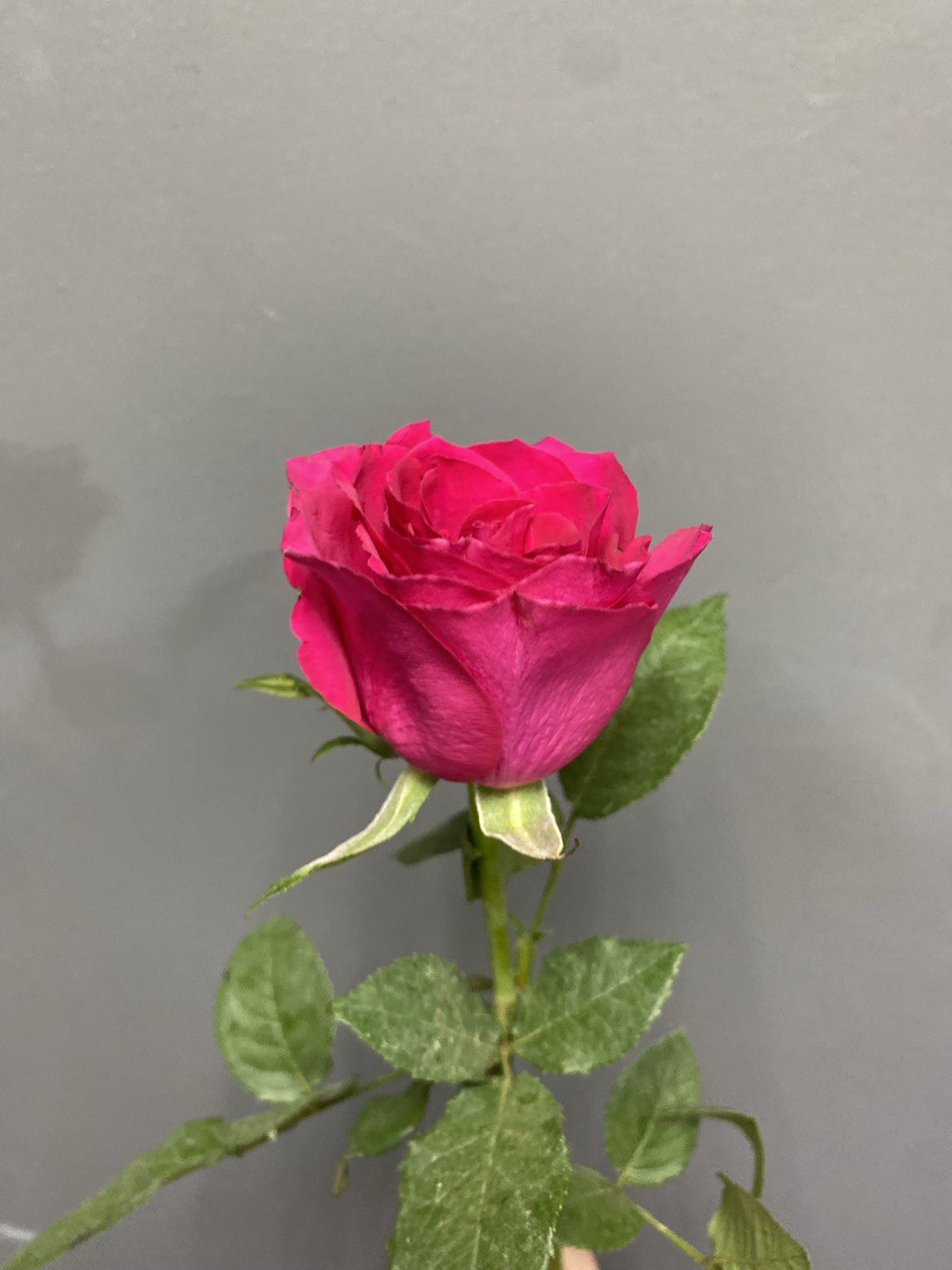 Розовая роза